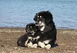 DOGUE DU TIBET 116